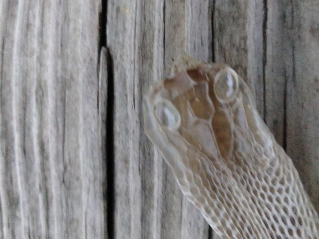 Allentown snake skin